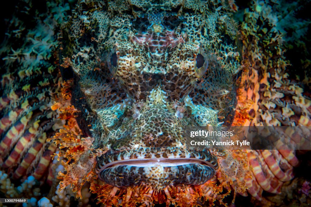 Stunning portrait of a scorpionfish