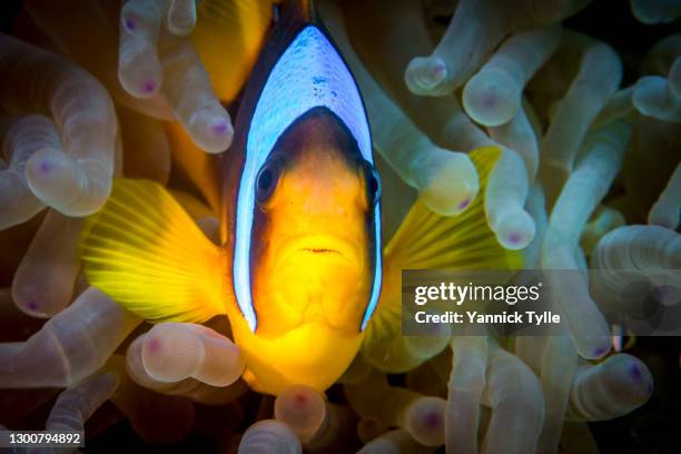 common clownfish in a sebae anemone in the red sea - coral reef - sebae sea anemone stock pictures, royalty-free photos & images