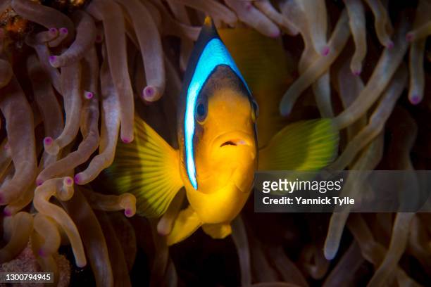 common clownfish in a sebae anemone in the red sea - coral reef - sebae sea anemone stock pictures, royalty-free photos & images