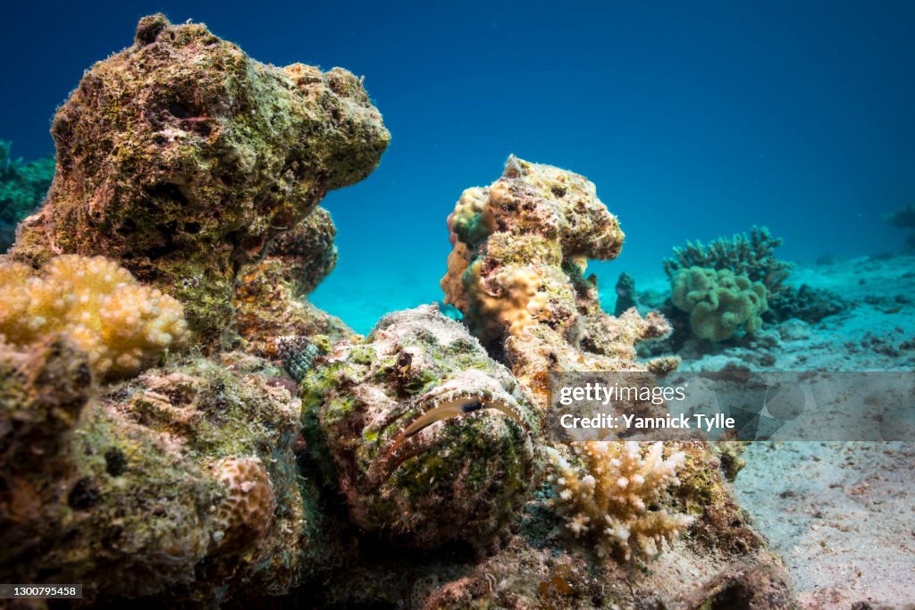 False stonefish between rocks in the Red Sea - Coral reef