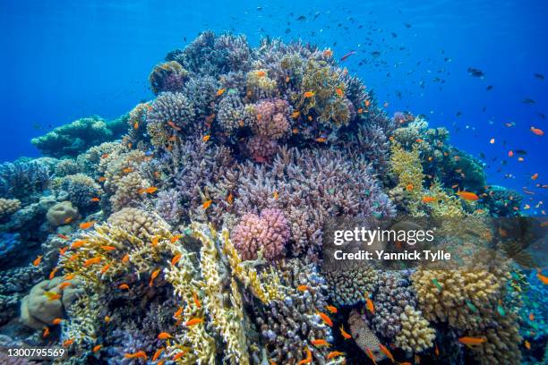 school of sea goldies in beautiful corals in the red sea - coral reef - staghorn coral stock pictures, royalty-free photos & images
