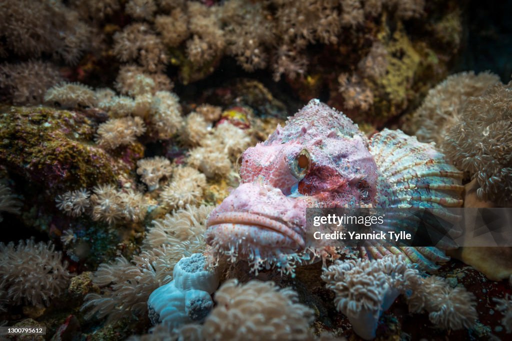 Portrait of a scorpionfish