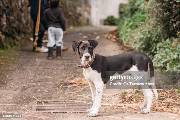 black and white pointer great dane mix puppy on a path and two people on the background - dogge stock-fotos und bilder