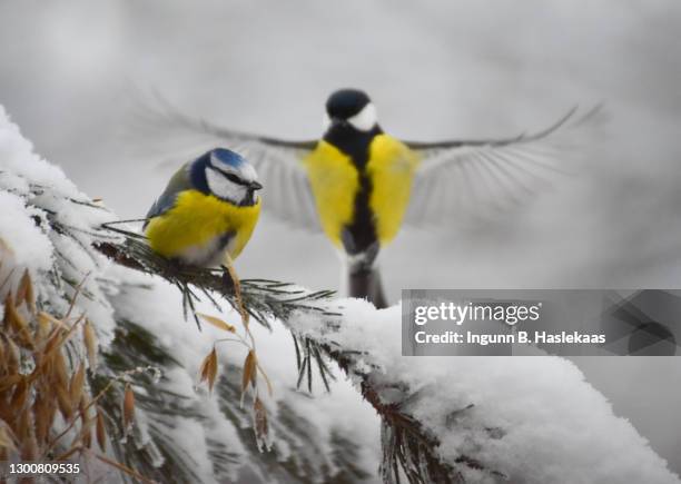 blue tit perching in a pine tree with snow. great tit with spred wings in the back. part of oat sheaf visible. - yellow perch bildbanksfoton och bilder