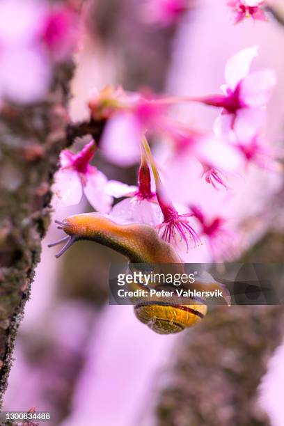 lumaca in fiore di ciliegio - composizione verticale foto e immagini stock