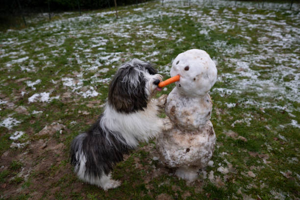 https://media.gettyimages.com/id/1300836922/fr/photo/young-dog-licking-the-carrot-nose-of-a-snowman-in-a-back-yard-of-slowly-melting-snow.jpg?s=612x612&w=0&k=20&c=DZjqA4nWVC3_GjC6ljb5YCtiZhnxwNmTnKA3pn5szpE=