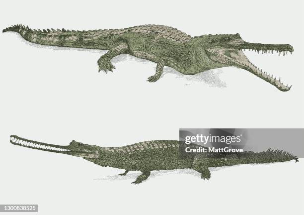 freshwater crocodile. gharial alligator - indian gharial stock illustrations