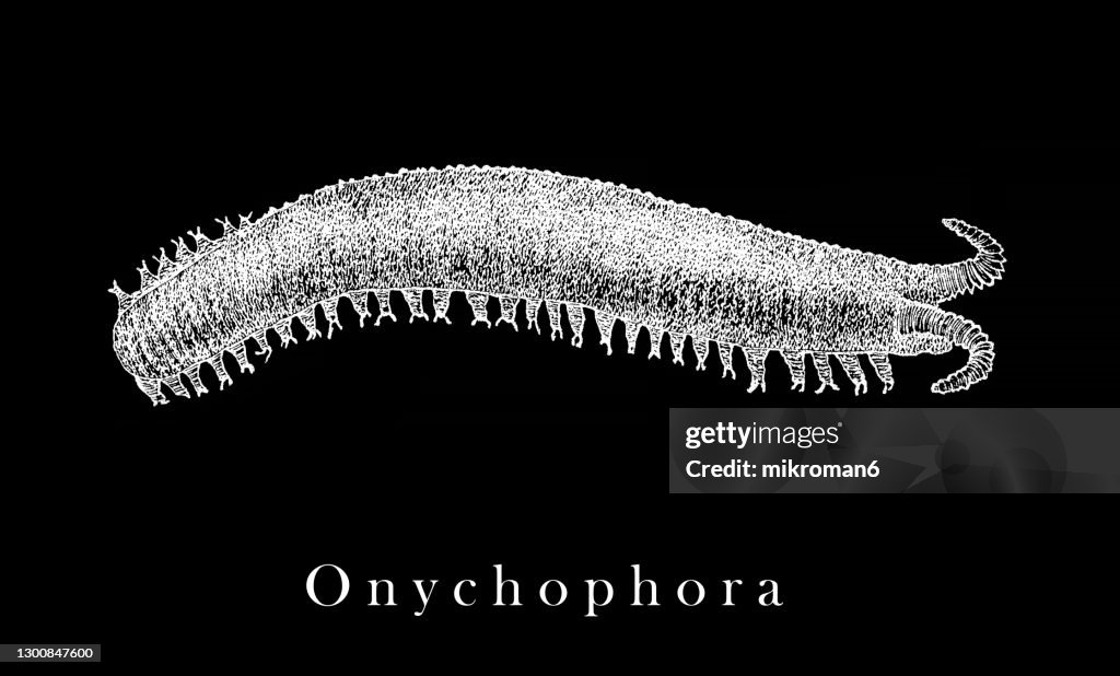 Old engraved illustration of velvet worms, Onychophora
