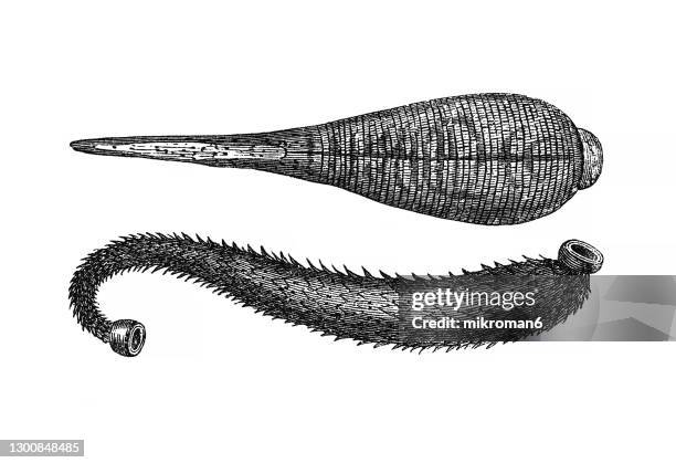 old engraved illustration of leeches - sanguijuela fotografías e imágenes de stock