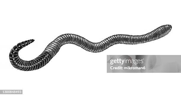 old engraved illustration of earthworm - wurm stock-fotos und bilder