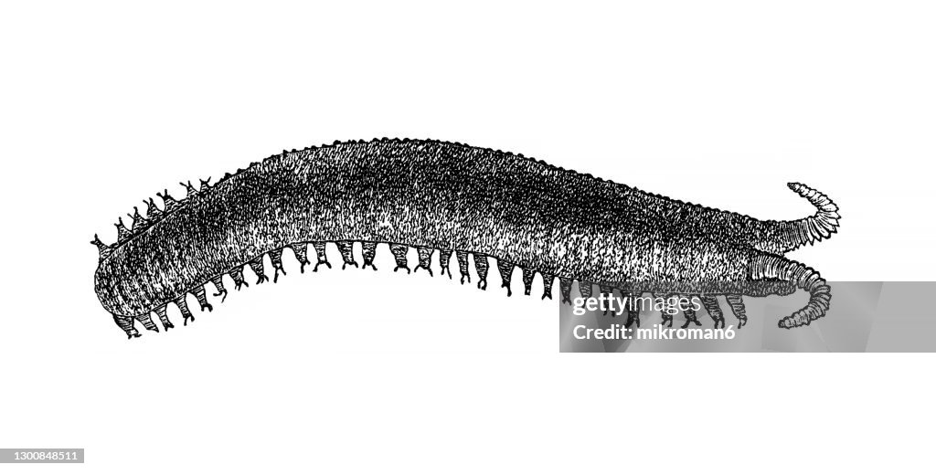Old engraved illustration of velvet worm, Onychophora