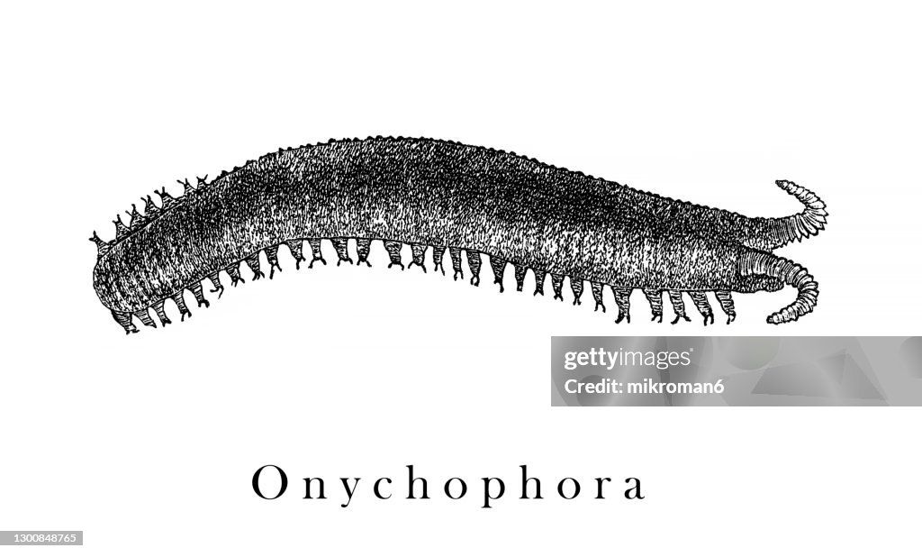 Old engraved illustration of velvet worm, Onychophora