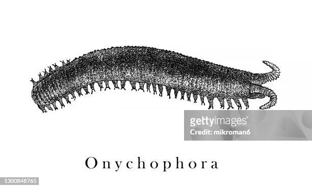 old engraved illustration of velvet worm, onychophora - onychophora stock pictures, royalty-free photos & images