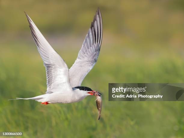 common tern  flying with fish - アジサシ ストックフォトと画像