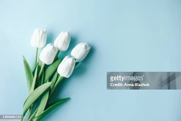 greeting card for spring holidays, white tulip flowers over blue background with copy space. template for birthday, valentine's day, mother's day. floral picture. - tulip stock-fotos und bilder