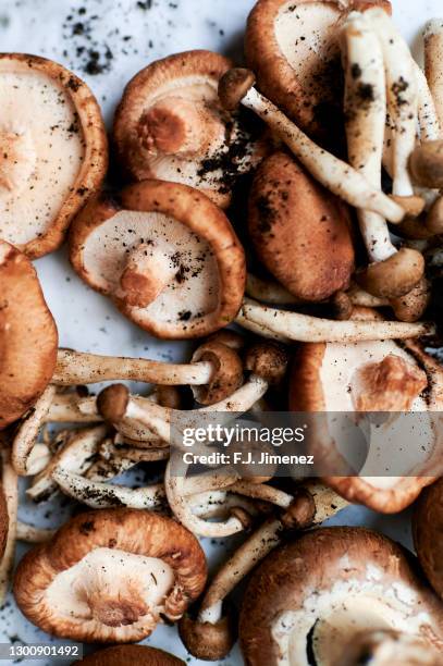 group of mushrooms on white marble - morel mushroom - fotografias e filmes do acervo