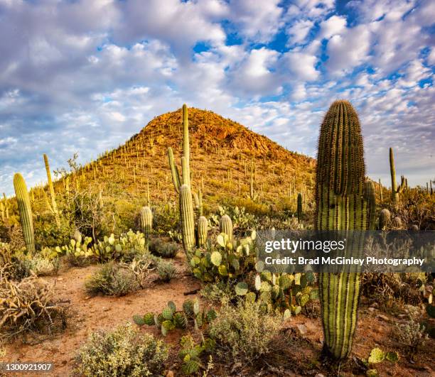 saguaro national park sunrise - saguaro national park stock pictures, royalty-free photos & images