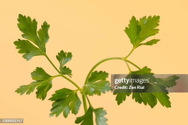 leaves and stem of coriander also called chinese parsley or cilantro against yellow background - koriander stockfoto's en -beelden