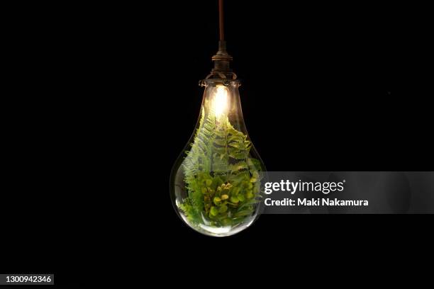 a photo of plants in a light bulb. figurative visuals of green power, renewable energy and environmental protection. - cleantech stock pictures, royalty-free photos & images