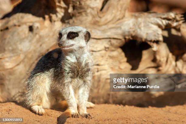 meerkats in red sand - monarto zoo stock pictures, royalty-free photos & images