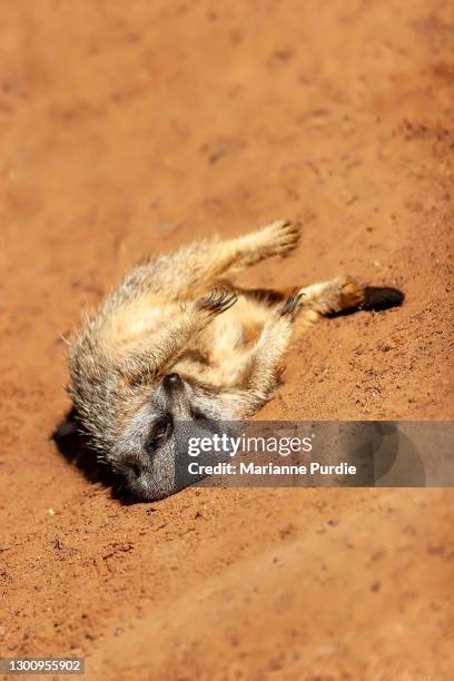 meerkats in red sand - monarto zoo stock pictures, royalty-free photos & images