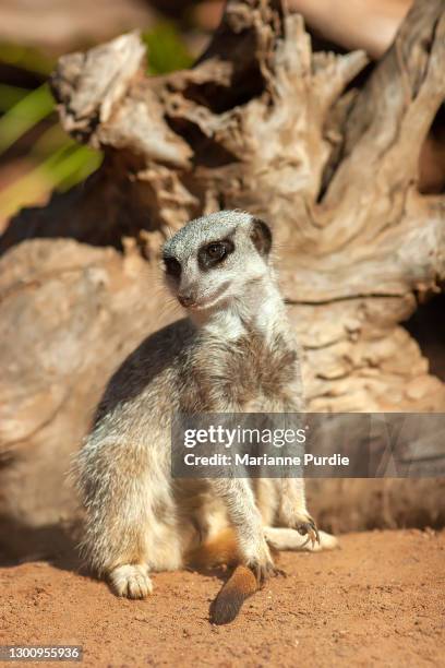 meerkats in red sand - monarto zoo stock pictures, royalty-free photos & images