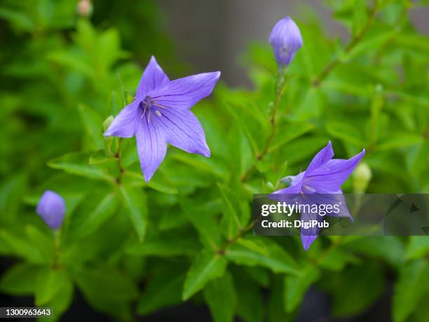 733 Chinese Bellflower Stock Photos, High-Res Pictures, and Images