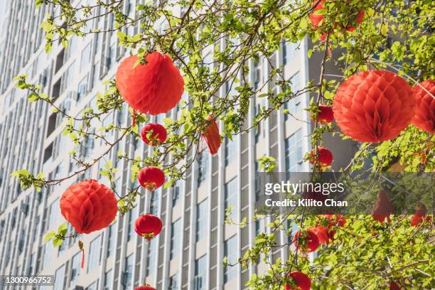 red lantern hanging on the tree - chinese new year decoration stock pictures, royalty-free photos & images