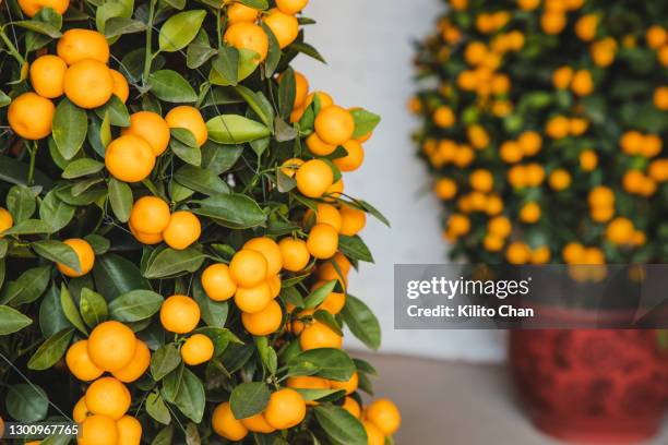 chinese new year kumquat bonsai tree (年桔) as chinese new year decorations - kumquat tree fotografías e imágenes de stock