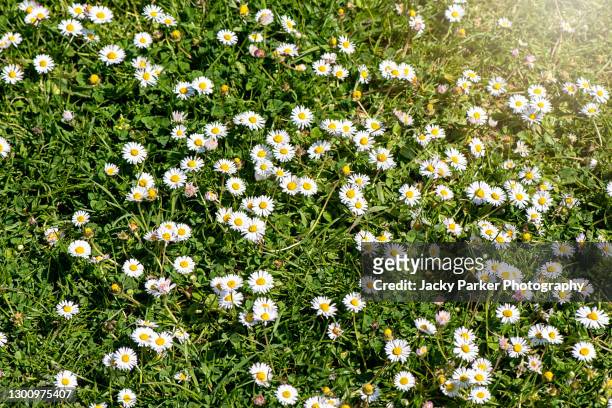 full frame image of beautiful, white common daisy flowers also known as bellis perennis - ヒナギク ストックフォトと画像