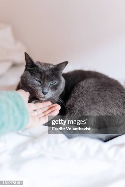 cute gray cat sleeping on a white bed with copy space - chat de race photos et images de collection