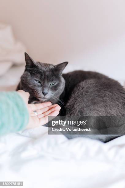 cute gray cat sleeping on a white bed with copy space - russian blue cat stock pictures, royalty-free photos & images