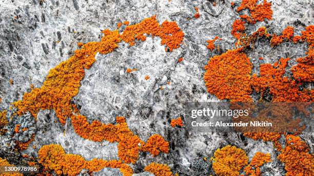 arctic lichen - lichen stock pictures, royalty-free photos & images