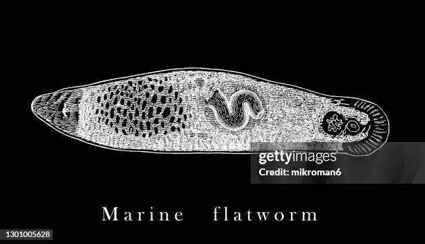 old engraved illustration of marine flatworm (monocelis), platyhelminthes - marine flatworm stock pictures, royalty-free photos & images