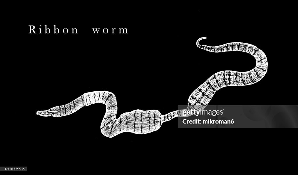 Old engraved illustration of Ribbon worm, proboscis worm (Nemertea, Nemertini, Nemertinea and Rhynchocoela)