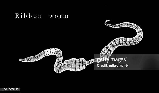 old engraved illustration of ribbon worm, proboscis worm (nemertea, nemertini, nemertinea and rhynchocoela) - ribbon worm stock pictures, royalty-free photos & images