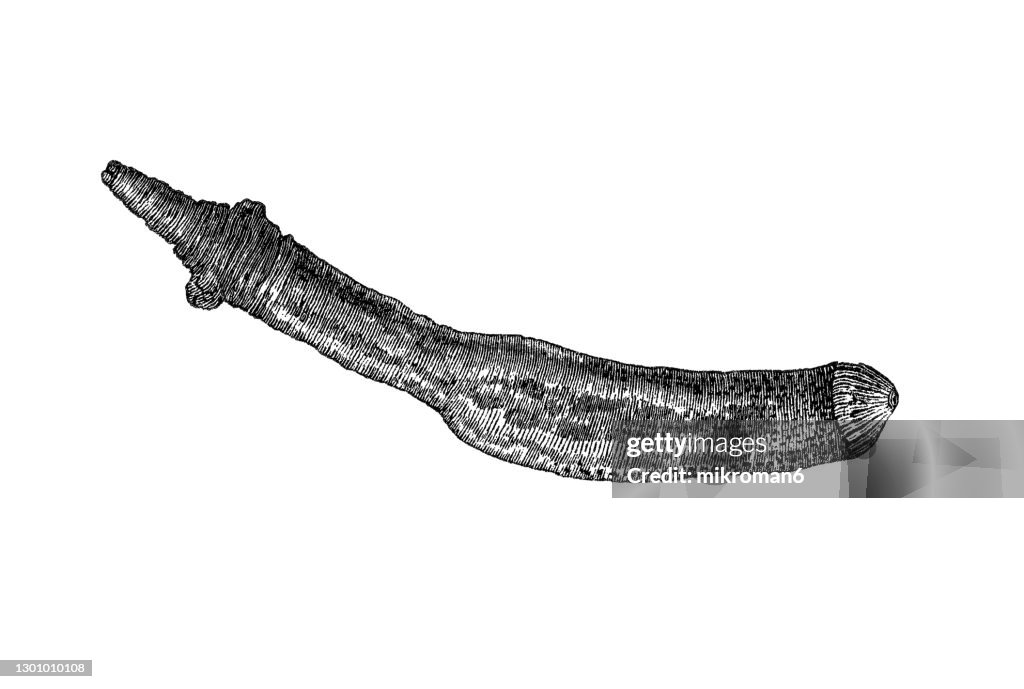 Old Engraved Illustration Of Sipunculid Worm Or Peanut Worm Bilaterally ...