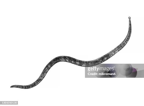 old engraved illustration of roundworm (parascaris equorum) - nematode worm stock pictures, royalty-free photos & images