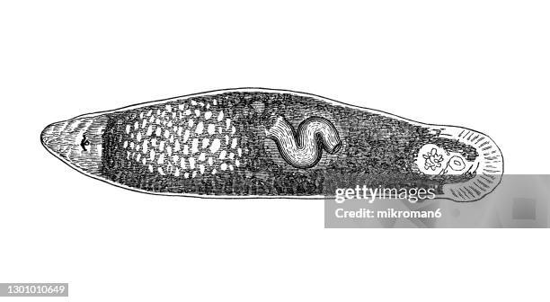 old engraved illustration of marine flatworm (monocelis), platyhelminthes - marine flatworm stock pictures, royalty-free photos & images