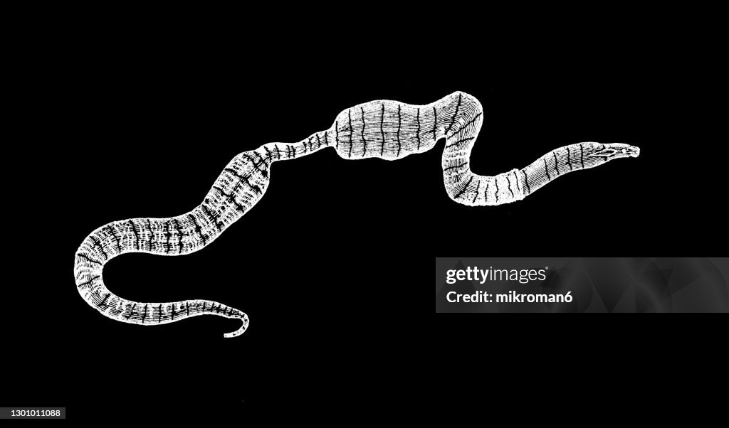 Old engraved illustration of Ribbon worm, proboscis worm (Nemertea, Nemertini, Nemertinea and Rhynchocoela)