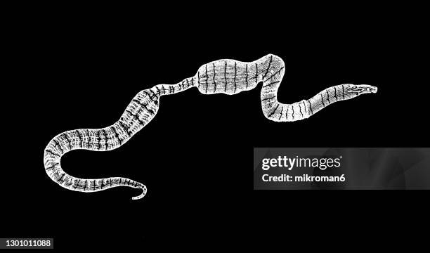 old engraved illustration of ribbon worm, proboscis worm (nemertea, nemertini, nemertinea and rhynchocoela) - ribbon worm stock pictures, royalty-free photos & images
