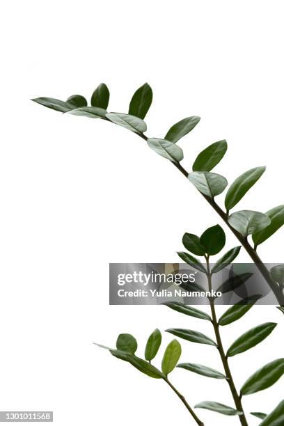 money tree, green plant leaves - white flower imagens e fotografias de stock