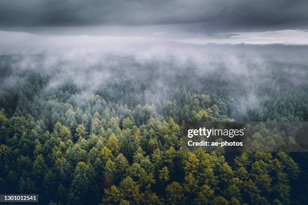 autumn forest in fog - foggy forest stock pictures, royalty-free photos & images