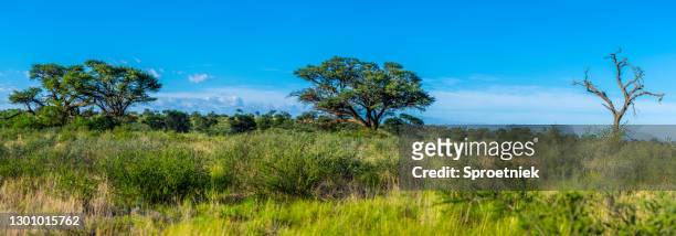 高い草に覆われたカラハリ砂丘のパノラマ - カラハリゲムスボック国立公園 ストックフォトと画像