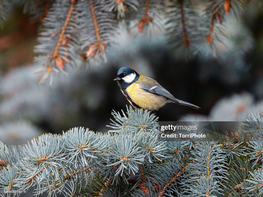 Great tit perching on the fir branch