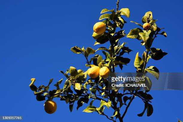 lemon tree south of france - citron stock pictures, royalty-free photos & images