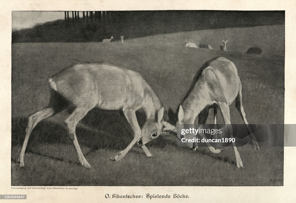 Playing bucks, butting head