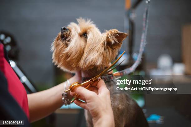 Mobile Pet Grooming FAQs: Everything You Need to Know