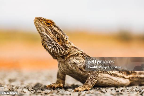 primer plano de barbudo dragón lagarto reptil tendido en la carretera en australia exterior - reptil fotografías e imágenes de stock