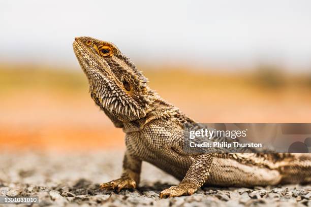 close up of bearded dragon lizard reptile laying on road in outback australia - reptile stock pictures, royalty-free photos & images